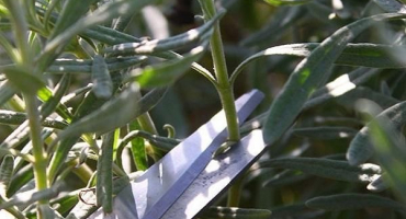 Příprava levandule na zimování na předměstí a jak rostlinu nejlépe zakrýt